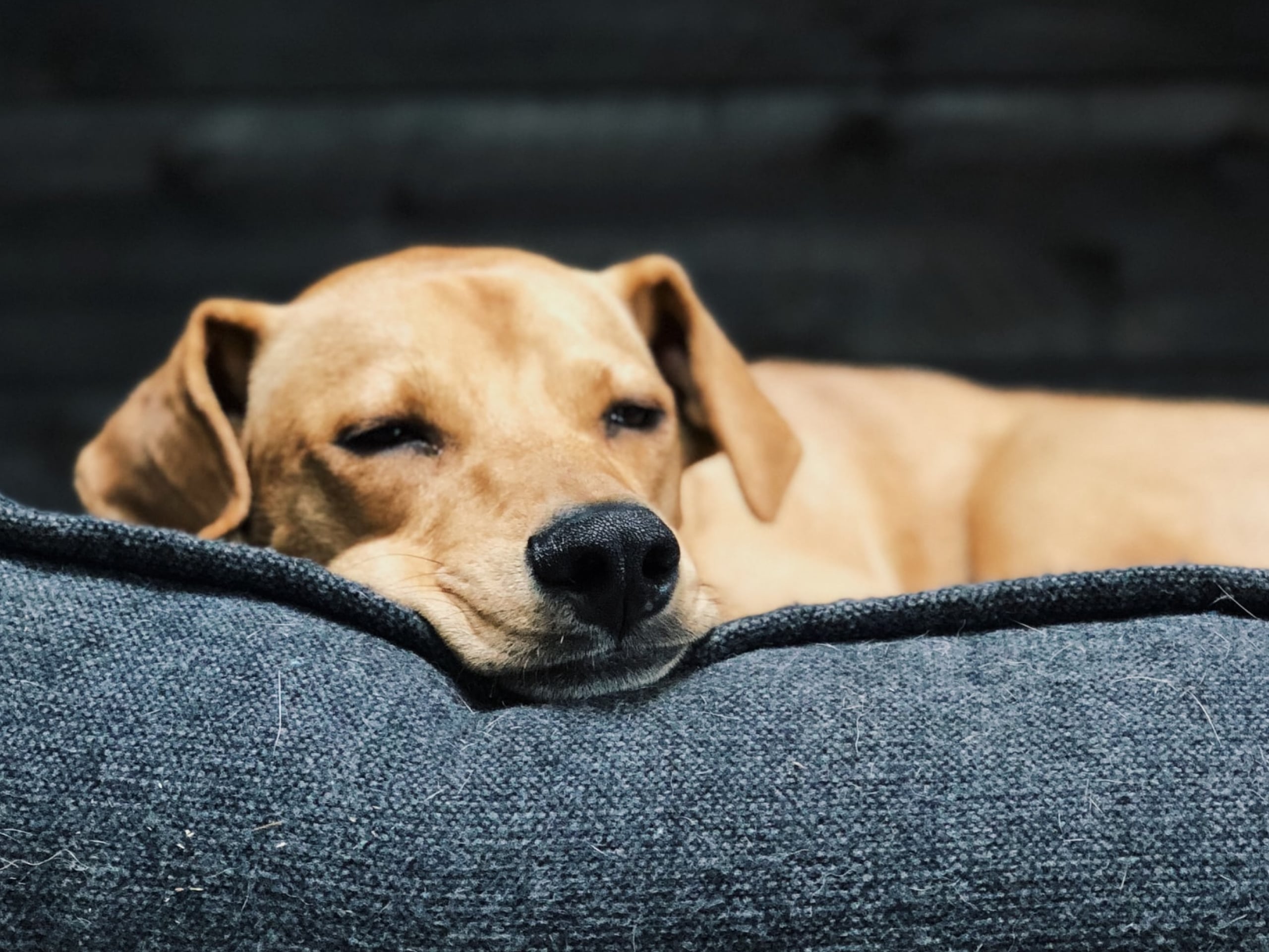 Addison’s disease in dogs